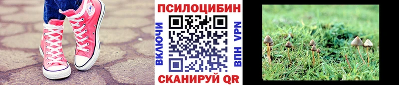 Купить где  Высоцк  Псилоцибиновые грибы GOLDEN TEACHER 